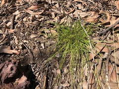 Cyperus gracilis
