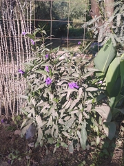 Ruellia jimulcensis