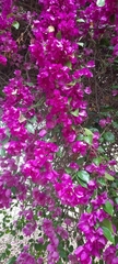 Bougainvillea