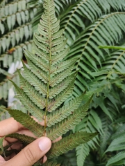 Cyathea