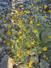 Thymophylla pentachaeta