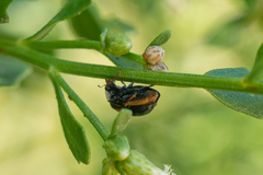 Coccinellinae