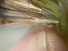 Heterotheca sessiliflora echioides