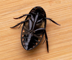 Hydrophilus triangularis