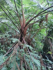 Cyathea