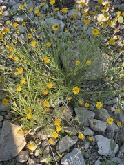 Thymophylla pentachaeta