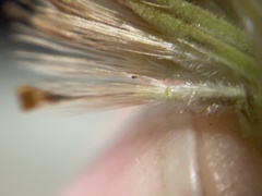 Heterotheca sessiliflora echioides