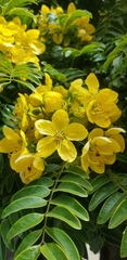 Cassia leptophylla