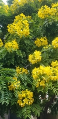 Cassia leptophylla