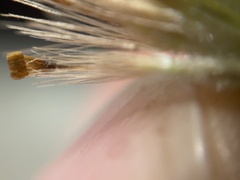 Heterotheca sessiliflora echioides