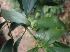 Dendropanax dentiger
