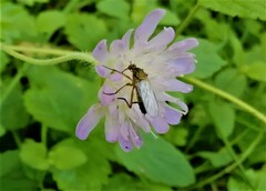 Empis livida