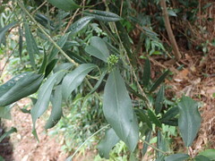 Dendropanax dentiger