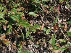 Trachelospermum