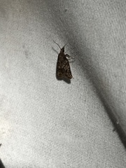 Platynota idaeusalis