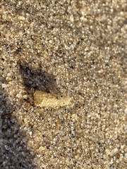 Pectinariidae