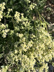 Parthenium incanum