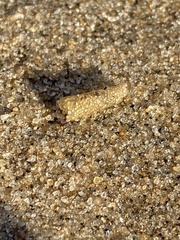 Pectinariidae