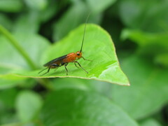Braconidae