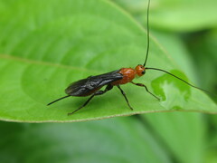 Braconidae