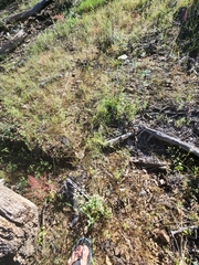 Pennellia longifolia