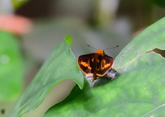 Oriens goloides