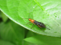 Braconidae