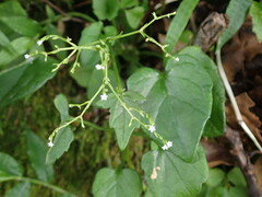 Valeriana flaccidissima