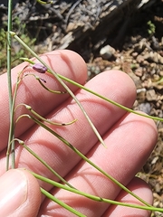 Pennellia longifolia
