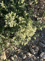 Parthenium incanum