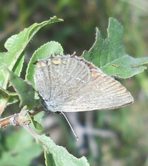Satyrium acaciae