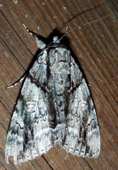 Catocala vidua