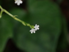 Valeriana flaccidissima