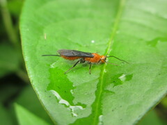 Braconidae