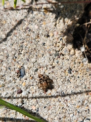 Habronattus coecatus