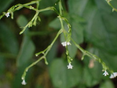 Valeriana flaccidissima