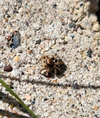 Habronattus coecatus