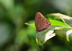 Mycalesis mineus