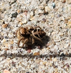 Habronattus coecatus