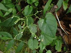 Valeriana flaccidissima