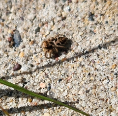 Habronattus coecatus