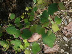 Ampelopsis glandulosa hancei