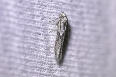 Blastobasis glandulella