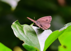 Mycalesis mineus