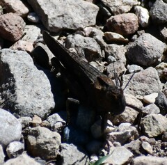 Arphia pseudonietana