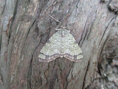 Episteira nigrilinearia