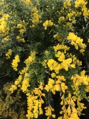 Genista