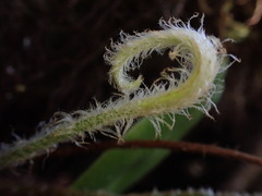 Elaphoglossum paleaceum