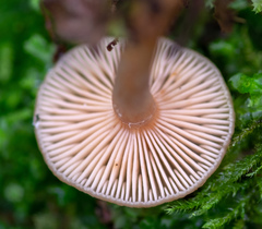 Lactarius