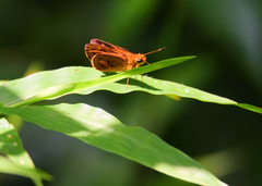 Oriens goloides